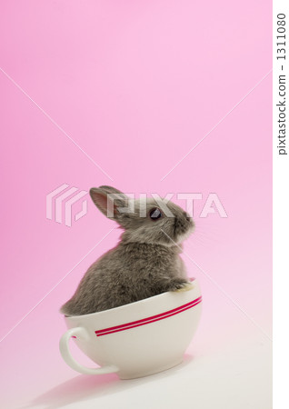 The Netherlands, rabbit, netherland dwarf 1311080