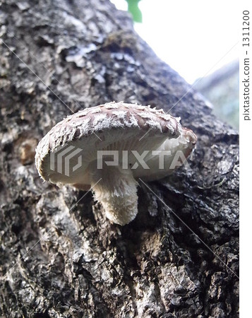 紙漿木 椎茸 一 1311200
