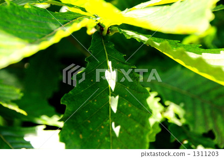 fresh leafe, green leafe, sunshine filtering through foliage 1311203