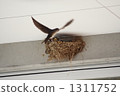 baby bird, chick, swallows 1311752