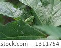 treefrog, tree frog, foliage 1311754