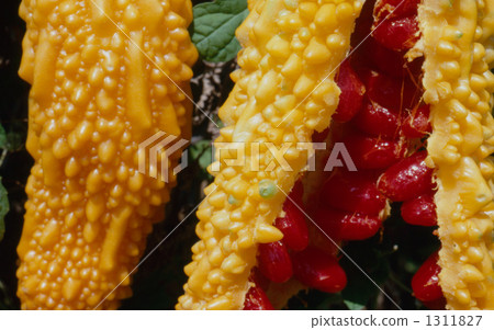 bitter gourd, bitter melon, bittergourd 1311827