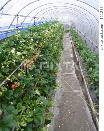 草莓採摘（乙烯基房子） 1312584