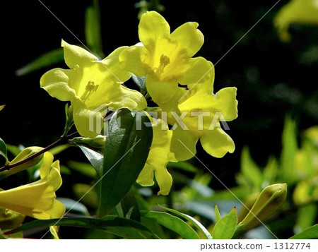 April Carolina Jasmine·Machinery 07 1312774