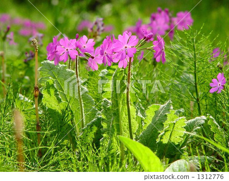 四月報春花和報春花08 1312776