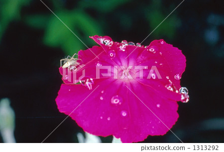 花瓣 蜘蛛 露滴 1313292