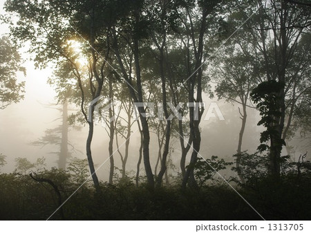 濕地的早晨薄霧 1313705