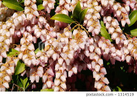 Safflower aebi 1314519