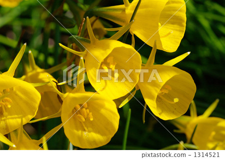 Petticoat daffodil 1314521