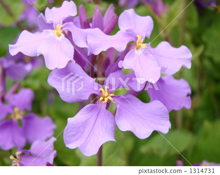 Murasakihanana 1314731