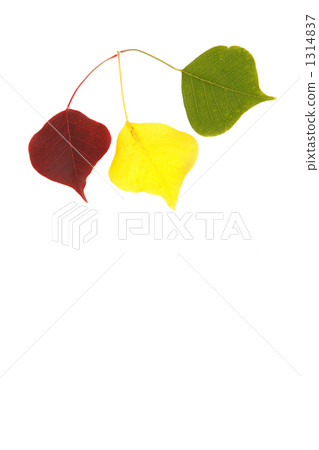 Nankinhase的3種顏色的葉子 1314837