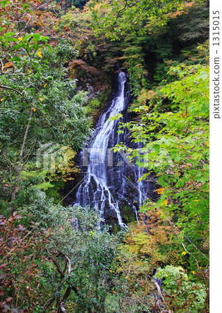 秋天的龍孿生flowerfall 1315015