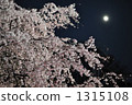 夜櫻 夜晚的櫻花樹 大都會 1315108
