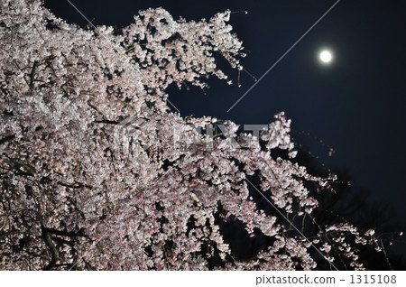夜櫻 夜晚的櫻花樹 大都會 1315108
