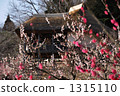 梅花 梅 筑波山 1315110