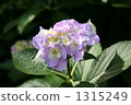 hydrangea, single flower, single wheel 1315249