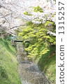 cherry blossom, cherry tree, rivers 1315257