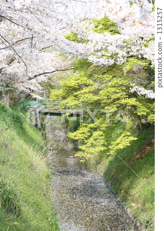 cherry blossom, cherry tree, rivers 1315257