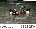 america mandarin duck, mandarin duck, shorebird 1315259