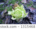 petasites japonicus, early spring delicacy, edible wild plants 1315468