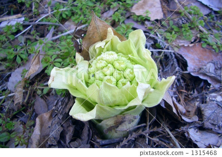 petasites japonicus, early spring delicacy, edible wild plants 1315468