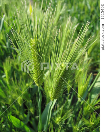 Wheat field Wheat field 1315498
