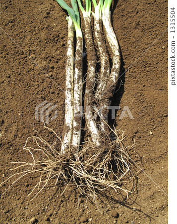 Mud with red onion Mud with red onion 1315504