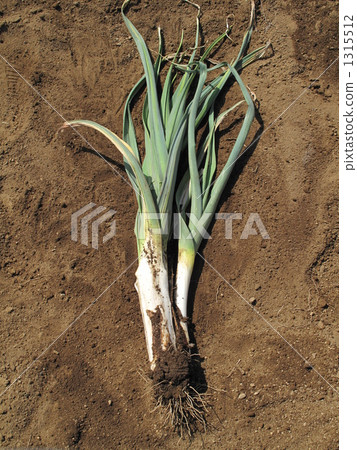 Mud western green onion 1315512