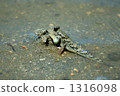 Goby 1316098