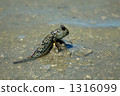 Goby 1316099