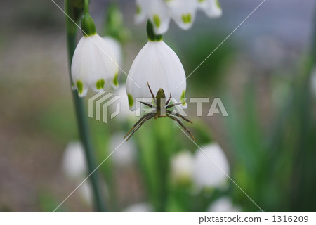 Spider and flower 1316209