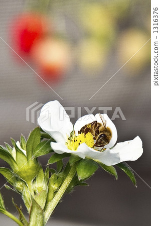 一株草莓花 蜜蜂 白色鮮花 1316376
