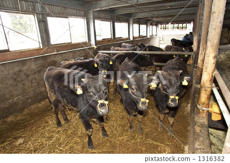black cattle, livestock, beef cow 1316382