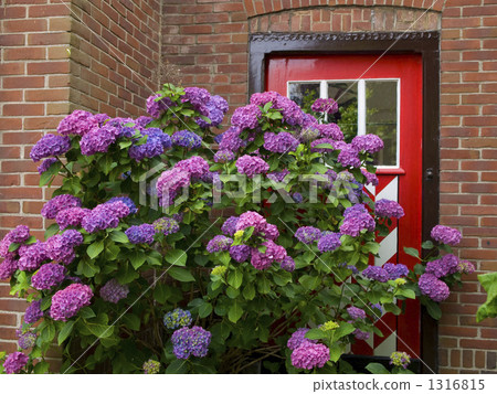 Haile Xilens line with private houses like fairytales, hydrangea invites people Haile Xilens line with private houses like fairytales, hydrangea invites people 1316815