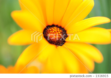 非洲和尚花 1316915