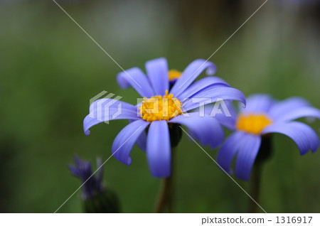 藍色雛菊 1316917