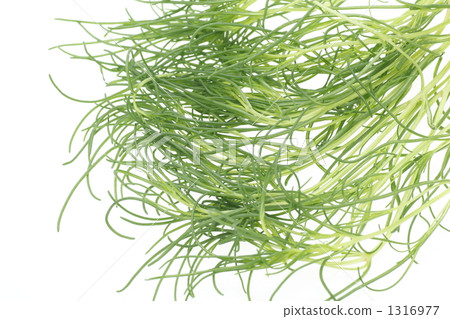 Saltwort Saltwort 1316977