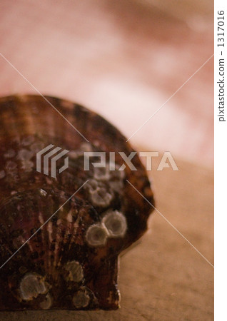 scallop, sea-shell, seashell 1317016