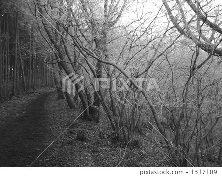 Black and white tree 1317109