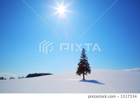發光在多雪的領域的聖誕樹 1317334