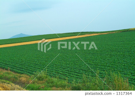 Rural landscape Rural landscape 1317364