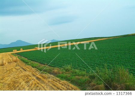 Rural landscape 1317366