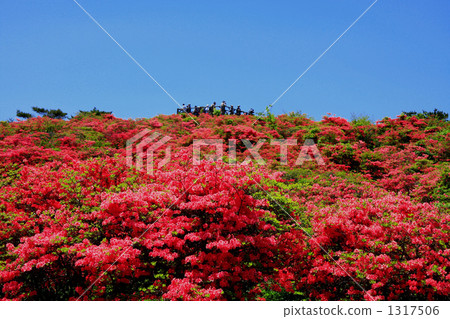 Azalea of Takashimayama 1317506