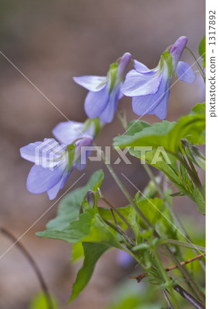 中提琴 中提琴 1317892