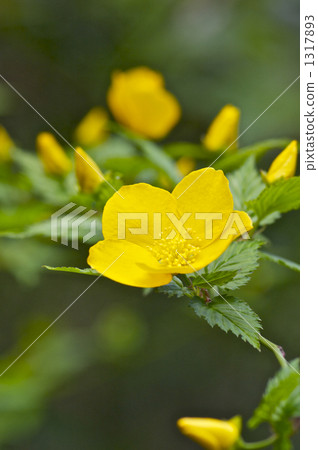 Yamaboki flowers Yamaboki flowers 1317893