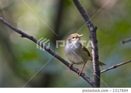 Ugis sticking to a branch Ugis sticking to a branch 1317894