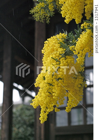 含羞草花 1317941