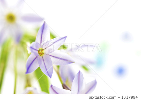 Flowers Flowers 1317994