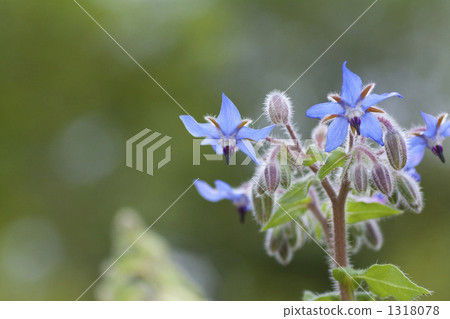 Polji flowers Polji flowers 1318078