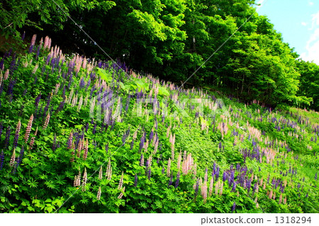 lupine, lupin, lupinu 1318294